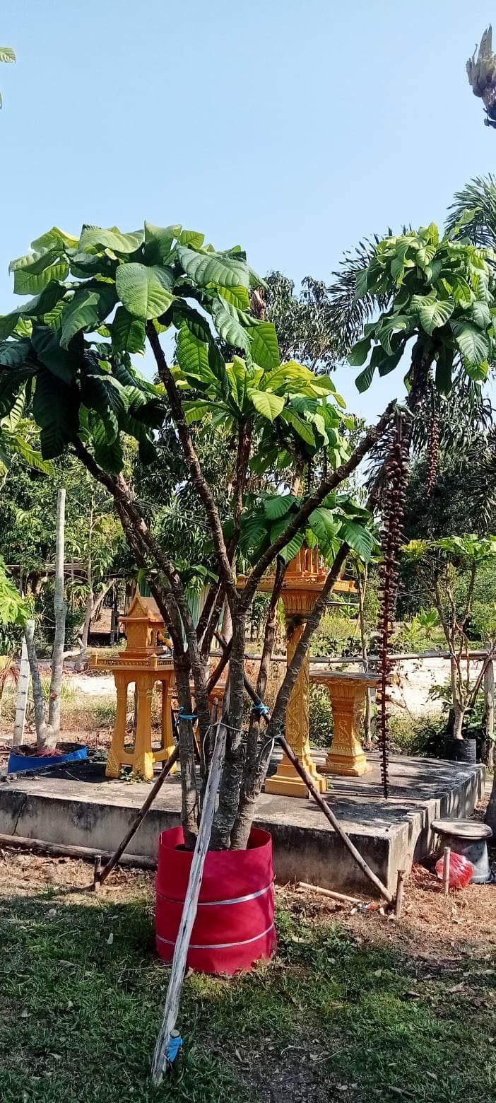 จิกเศรษฐี จิกเศรษฐี ไม้ประดับ