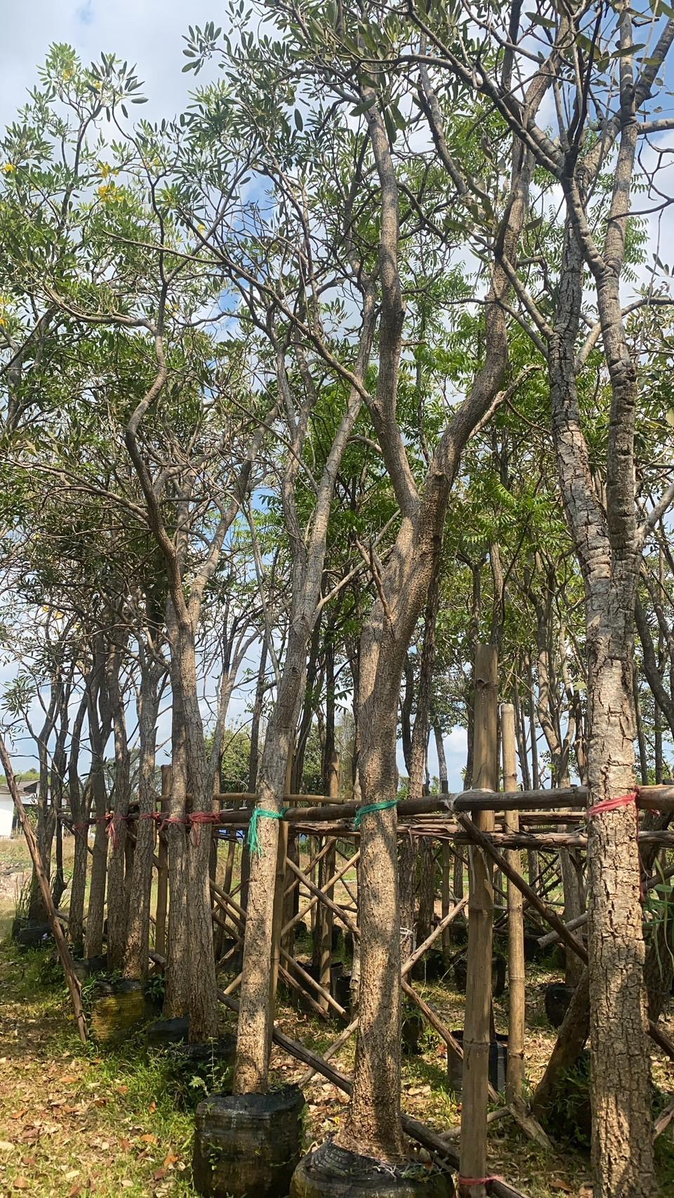 เหลืองปรีดียาธร เหลืองปรีดียาธร ไม้ประดับ